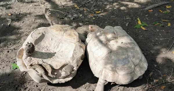 近期有網友分享臺北市立動物園非洲動物區的蘇卡達象龜被拱「翻車」，以及保育員協助其翻身與勸架畫面，引發討論。（圖／臺北市立動物園提供）