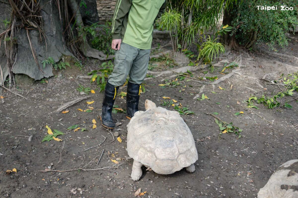近期有網友分享臺北市立動物園非洲動物區的蘇卡達象龜被拱「翻車」，以及保育員協助其翻身與勸架畫面，引發討論。（圖／臺北市立動物園提供）