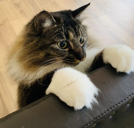 ▲。（圖／翻攝自X／@nyorozo）