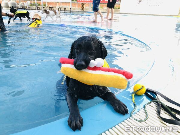 退役海巡犬AJ。（圖／飼主）