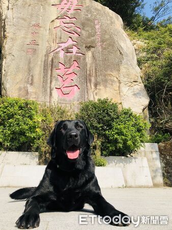 退役海巡犬AJ。(圖/飼主)