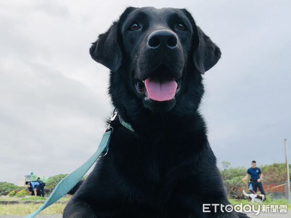 退役海巡犬AJ。(圖/飼主)