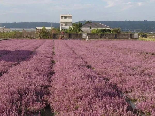 ▲彰化仙草花海吸引賞花遊客前往。（圖／民眾提供）