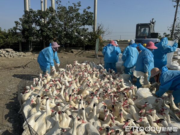 ▲防疫人員穿著全套防護裝備，執行撲殺與消毒作業，防堵H5N1疫情擴散。（圖／記者游瓊華翻攝）