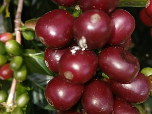 藝技咖啡豆。（翻攝Willem J. Boot臉書）