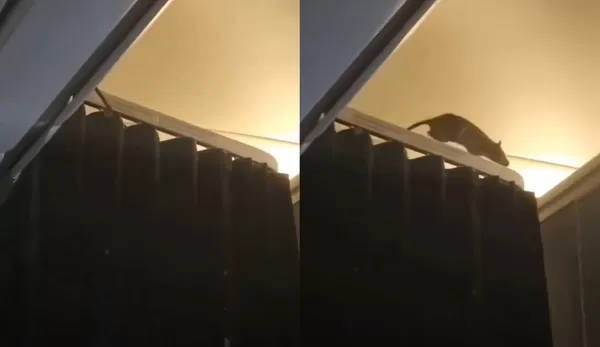 老鼠闖機艙「爬進座位上方行李櫃」　飛機緊急停飛250名乘客滯留。（圖／翻攝自X）