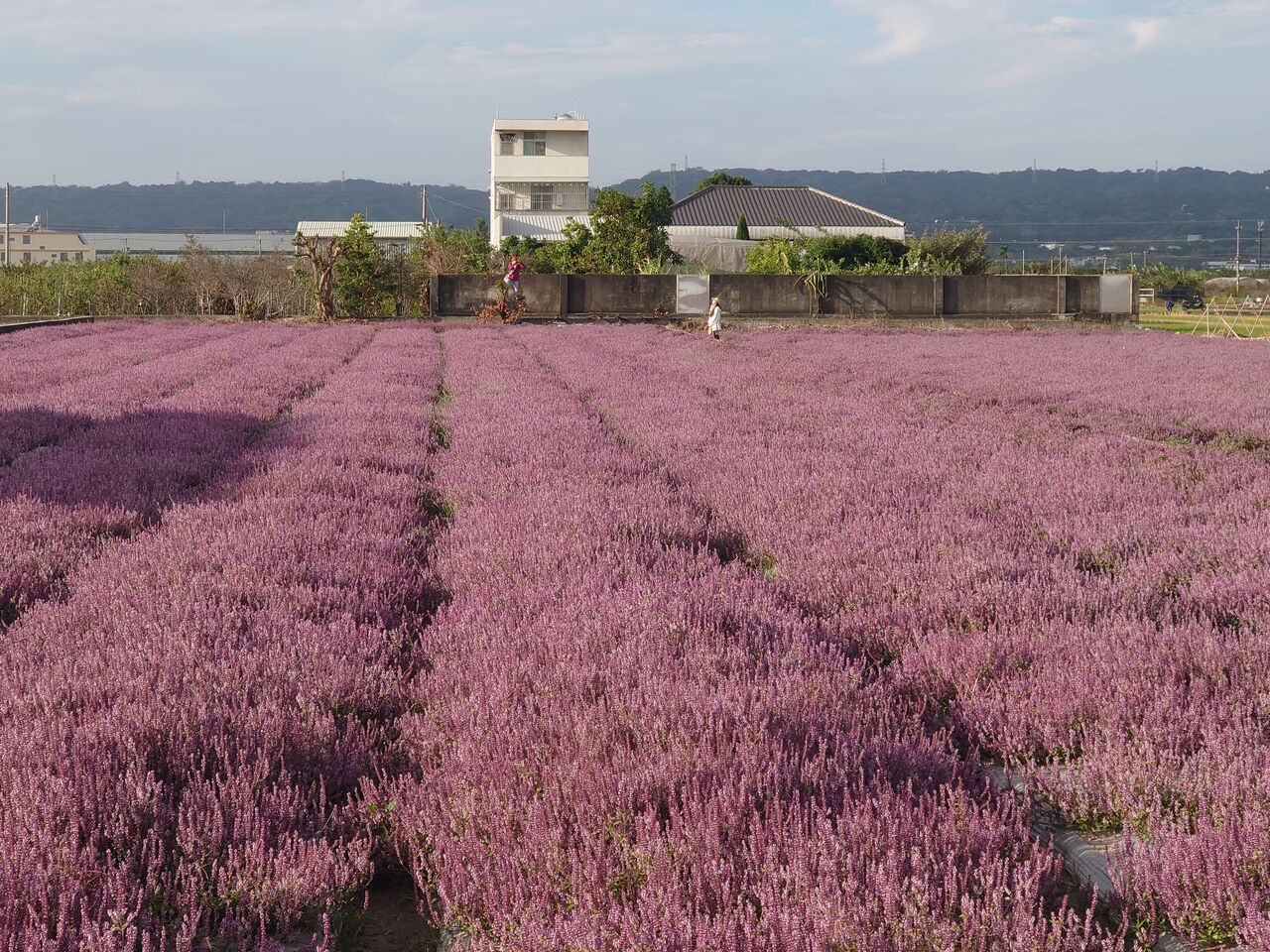 台版羅旺斯爆紅!彰化芬園紫色仙草花海秘境 遊客爆滿車亂停