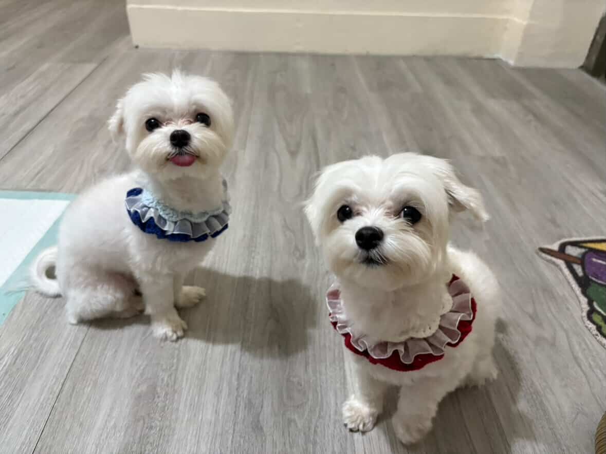 ▲馬爾濟斯超偏心「我們是媽寶」　爸比被無視已心碎：我還有做蛋糕。（圖／Threads@tong_0131_提供，請勿隨意翻拍，以免侵權。）