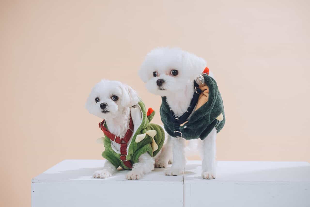 ▲馬爾濟斯超偏心「我們是媽寶」　爸比被無視已心碎：我還有做蛋糕。（圖／Threads@tong_0131_提供，請勿隨意翻拍，以免侵權。）