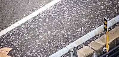 國道驚魂！釘子灑滿地6車中招　大貨車「慘變刺蝟瞬間消風」