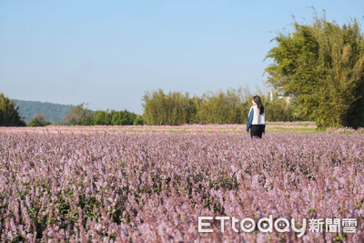關西仙草花秘境滿開！下周前最美