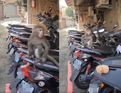 三重「猴」出沒！包尿布霸佔機車坐墊　飼主恐挨罰25萬