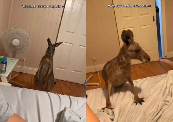 ▲。（圖／翻攝自TikTok／@arturo_ptja）