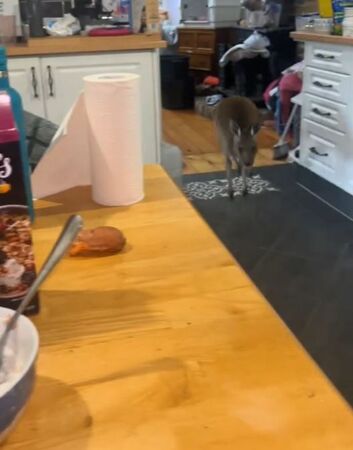 ▲。（圖／翻攝自TikTok／@arturo_ptja）