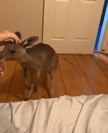 ▲。（圖／翻攝自TikTok／@arturo_ptja）