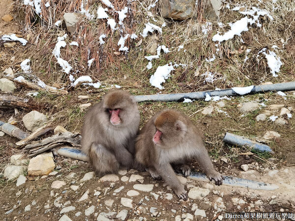 ▲▼日本長野必訪景點推薦「地獄谷野猿公苑」，猴子泡溫泉一日遊交通、門票、停車攻略。（圖／部落客DARREN提供）
