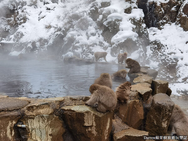 ▲▼日本長野必訪景點推薦「地獄谷野猿公苑」，猴子泡溫泉一日遊交通、門票、停車攻略。（圖／部落客DARREN提供）