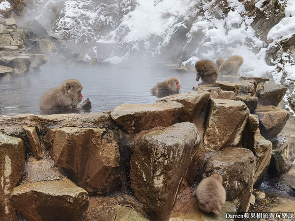 ▲▼日本長野必訪景點推薦「地獄谷野猿公苑」，猴子泡溫泉一日遊交通、門票、停車攻略。（圖／部落客DARREN提供）