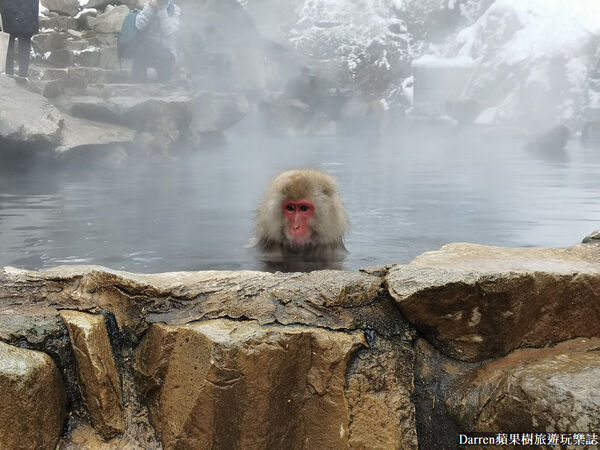 ▲▼日本長野必訪景點推薦「地獄谷野猿公苑」，猴子泡溫泉一日遊交通、門票、停車攻略。（圖／部落客DARREN提供）