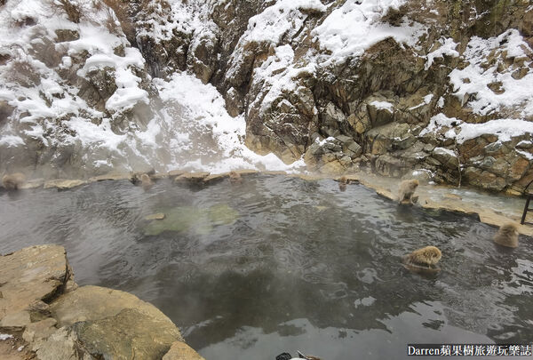 ▲▼日本長野必訪景點推薦「地獄谷野猿公苑」，猴子泡溫泉一日遊交通、門票、停車攻略。（圖／部落客DARREN提供）
