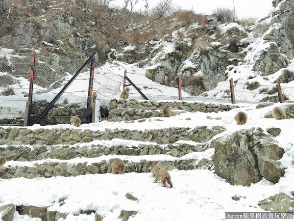 ▲▼日本長野必訪景點推薦「地獄谷野猿公苑」，猴子泡溫泉一日遊交通、門票、停車攻略。（圖／部落客DARREN提供）