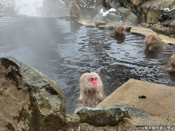 ▲▼日本長野必訪景點推薦「地獄谷野猿公苑」，猴子泡溫泉一日遊交通、門票、停車攻略。（圖／部落客DARREN提供）