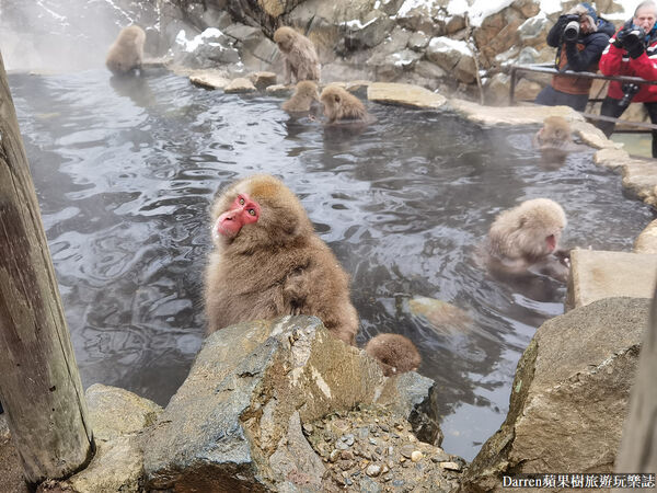 ▲▼日本長野必訪景點推薦「地獄谷野猿公苑」，猴子泡溫泉一日遊交通、門票、停車攻略。（圖／部落客DARREN提供）