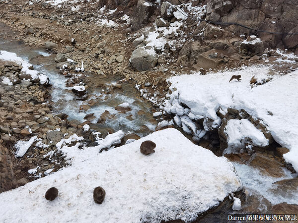 ▲▼日本長野必訪景點推薦「地獄谷野猿公苑」，猴子泡溫泉一日遊交通、門票、停車攻略。（圖／部落客DARREN提供）