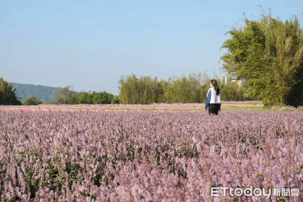 ▲新竹關西鎮仙草加工廠旁，今年種植逾1公頃（3025坪）的仙草與波斯菊花田、向日葵，12/16花況滿開,仙草花。（圖／記者彭懷玉攝）