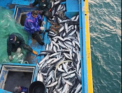 大豐收！4千尾「正頭烏」肥美現身　漁民開心進帳200萬元