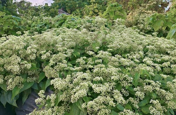 滿山遍野的小白花，原來是有「綠癌」之稱的小花蔓澤蘭。（翻攝「認識周遭的植物」臉書社團）