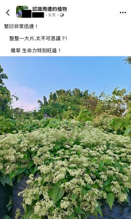 看似美麗的小花蔓澤蘭，其實是可怕的生態殺手。（翻攝「認識周遭的植物」臉書社團）