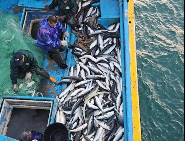 ▲漁民黃超群再捕獲4千尾正頭烏。（圖／議員賴清美提供）