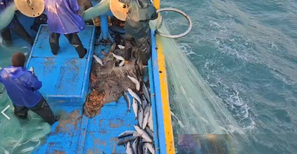 ▲漁民黃超群再捕獲4千尾正頭烏。（圖／議員賴清美提供）