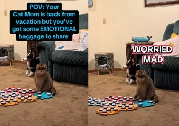 ▲。（圖／翻攝自TikTok／@puffindoestricks）