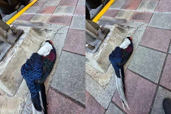 柳丁哥哥在秀朗橋下的人行道看見一隻遭路殺的藍腹鷴。（圖／翻攝自Facebook／柳丁哥哥）