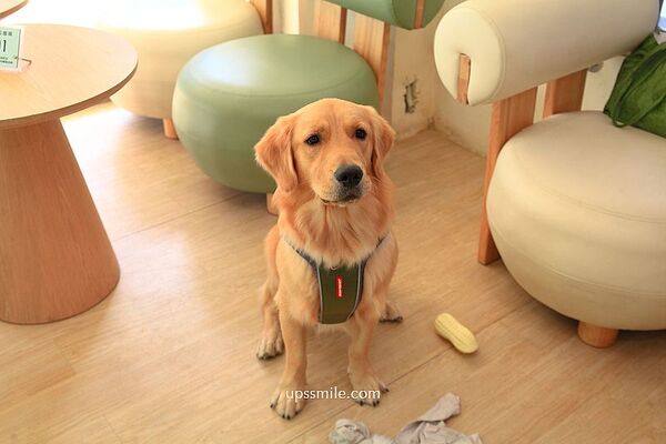 ▲▼台北抹茶專賣店，寵物友善咖啡廳。（圖／部落客萍子）