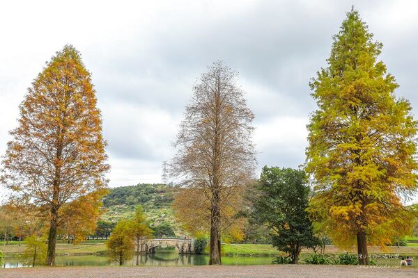 ▲▼宜蘭秋冬秘境落羽松景點。（圖／部落客黑皮提供）
