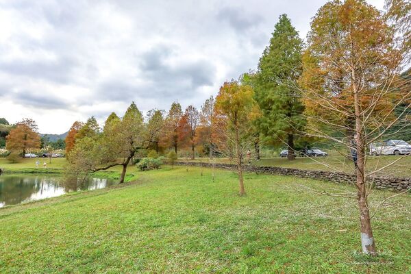 ▲▼宜蘭秋冬秘境落羽松景點。（圖／部落客黑皮提供）