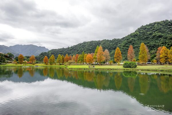 ▲▼宜蘭秋冬秘境落羽松景點。（圖／部落客黑皮提供）