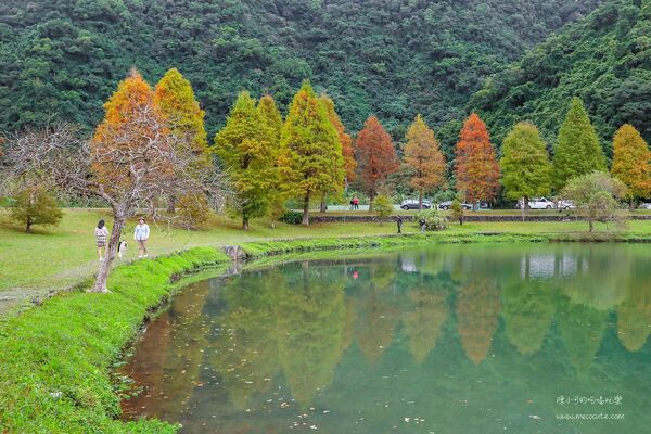 ▲▼宜蘭秋冬秘境落羽松景點。（圖／部落客黑皮提供）