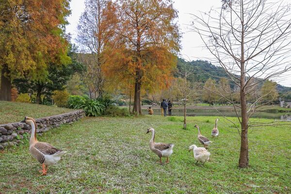 ▲▼宜蘭秋冬秘境落羽松景點。（圖／部落客黑皮提供）