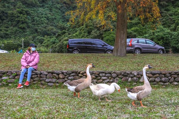 ▲▼宜蘭秋冬秘境落羽松景點。（圖／部落客黑皮提供）
