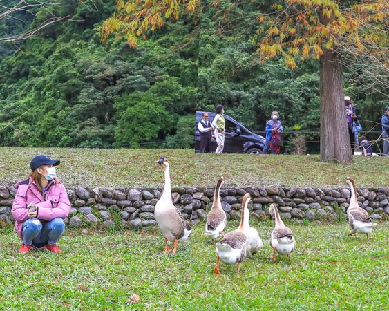 ▲▼宜蘭秋冬秘境落羽松景點。（圖／部落客黑皮提供）