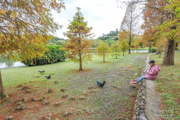 ▲▼宜蘭秋冬秘境落羽松景點。（圖／部落客黑皮提供）