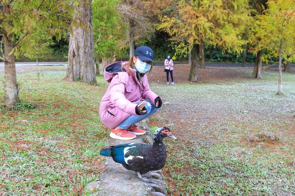 ▲▼宜蘭秋冬秘境落羽松景點。（圖／部落客黑皮提供）
