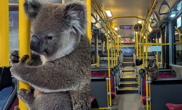 澳公車出現毛茸茸乘客　小無尾熊「乖乖坐扶手」搭車可愛爆紅。（圖／翻攝自Facebook／Koala Rescue Brisbane South Inc.）