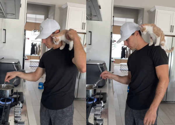 黏TT小貓化身可愛副廚　「站爸爸肩上監工」網笑：貓版料理鼠王。（圖／翻攝自TikTok／imbluethesiberiann）
