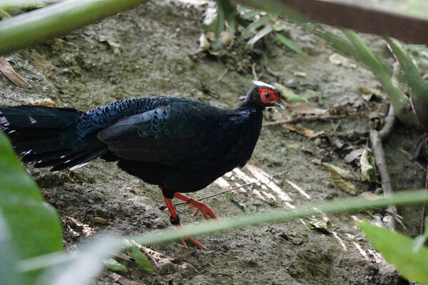 台北市立動物園　穿山甲館動物。（圖／台北市立動物園提供）