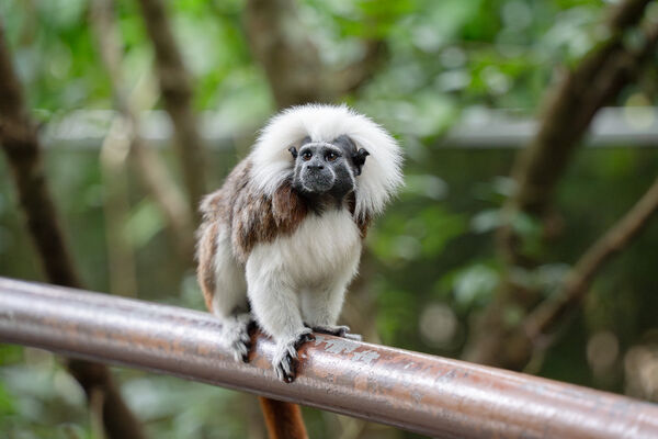 台北市立動物園　穿山甲館動物。（圖／台北市立動物園提供）